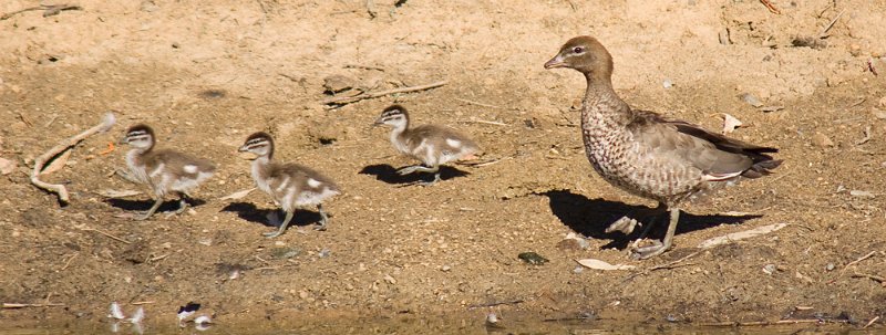 3 ducks.1 (3).jpg